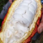 CACAO