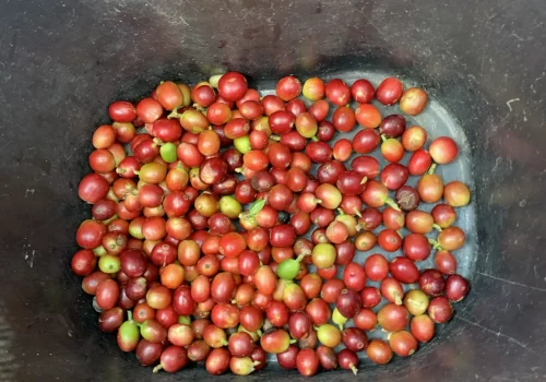 Tour_Cafetero005 Tour_Cafetero005